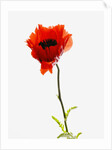 Corn poppy by Anonymous