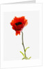 Corn poppy by Anonymous