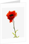 Corn poppy by Anonymous