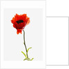 Corn poppy by Anonymous