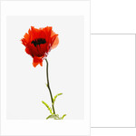 Corn poppy by Anonymous