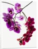 Phalaenopsis orchids by Anonymous
