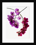 Phalaenopsis orchids by Anonymous