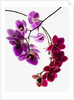 Phalaenopsis orchids by Anonymous