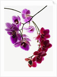 Phalaenopsis orchids by Anonymous