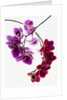 Phalaenopsis orchids by Anonymous