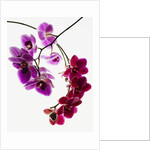 Phalaenopsis orchids by Anonymous