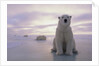 Polar Bears by Anonymous