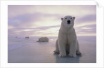 Polar Bears by Anonymous