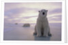Polar Bears by Anonymous