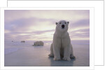 Polar Bears by Anonymous