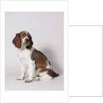 Springer spaniel by Anonymous