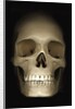 Human skull by Anonymous