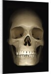 Human skull by Anonymous