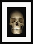 Human skull by Anonymous