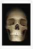 Human skull by Anonymous