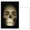 Human skull by Anonymous
