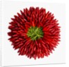 Chili peppers by Anonymous