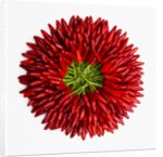 Chili peppers by Anonymous