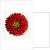Chili peppers by Anonymous