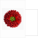 Chili peppers by Anonymous