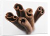 Cinnamon sticks by Anonymous