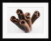 Cinnamon sticks by Anonymous