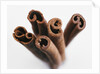 Cinnamon sticks by Anonymous