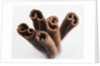 Cinnamon sticks by Anonymous