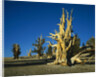 Bristlecone Pines by Anonymous