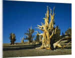 Bristlecone Pines by Anonymous