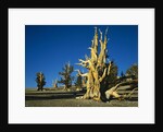 Bristlecone Pines by Anonymous