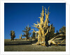 Bristlecone Pines by Anonymous