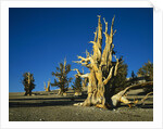 Bristlecone Pines by Anonymous