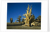 Bristlecone Pines by Anonymous