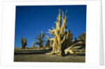 Bristlecone Pines by Anonymous