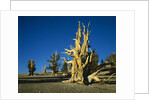 Bristlecone Pines by Anonymous