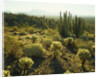 Sonoran Desert by Anonymous