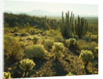 Sonoran Desert by Anonymous