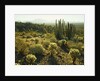 Sonoran Desert by Anonymous