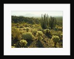 Sonoran Desert by Anonymous