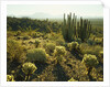 Sonoran Desert by Anonymous