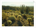 Sonoran Desert by Anonymous