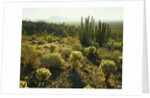 Sonoran Desert by Anonymous