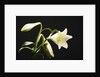White Lilies by Anonymous