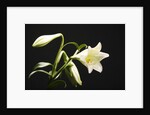 White Lilies by Anonymous