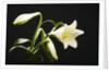 White Lilies by Anonymous
