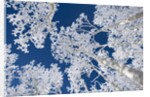 Aspen Trees with Snow by Anonymous