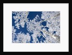 Aspen Trees with Snow by Anonymous