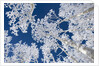 Aspen Trees with Snow by Anonymous